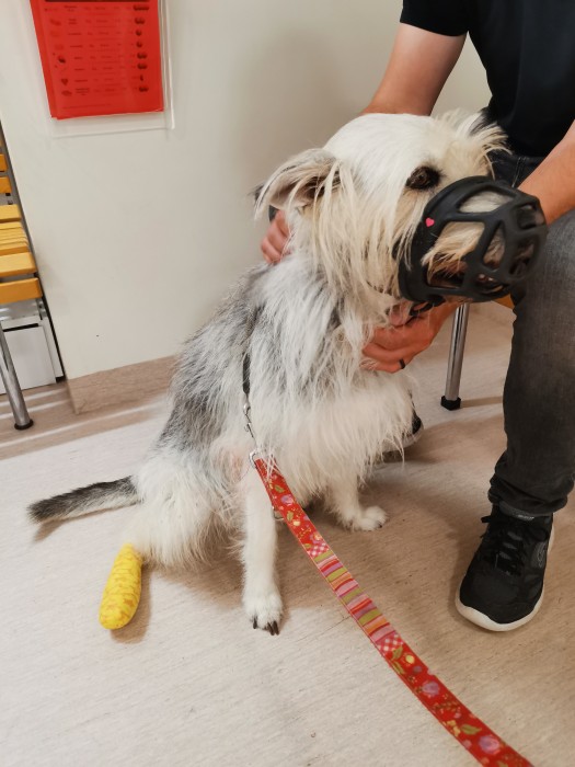 Tarly being brave at the vet