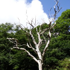 2025-07-04_09-46-12_dsc-hx200v.jpg