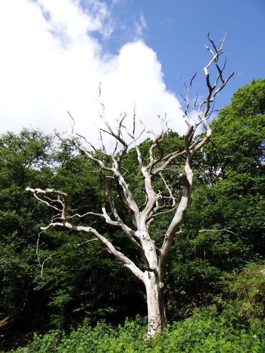 Dead tree