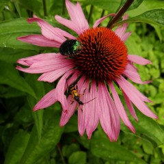 2025-07-04_10-59-33_dsc-hx200v.jpg