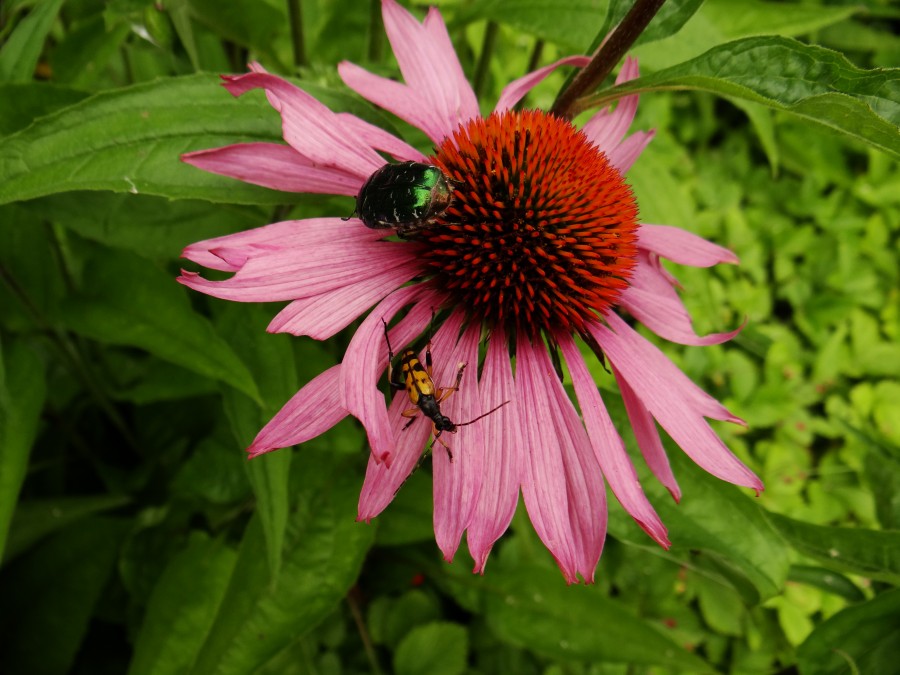 Bugs