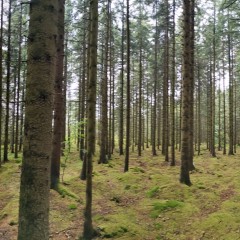 2025-07-04_17-47-32_yal-l21.jpg