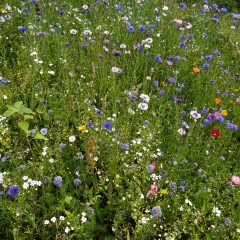 2025-07-09_10-14-07_dsc-hx200v.jpg