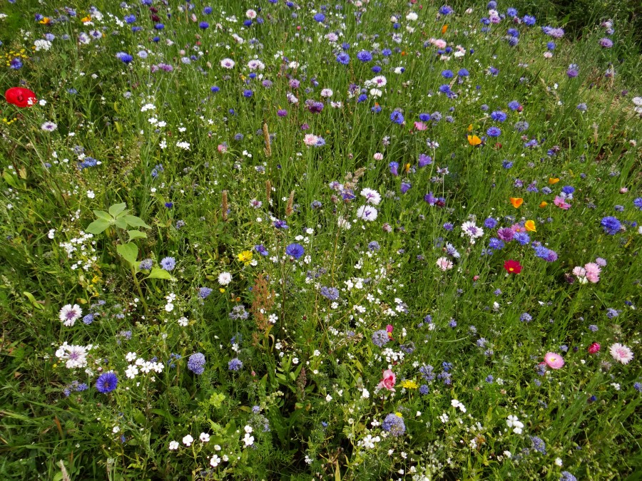 Lots of pretty flowers